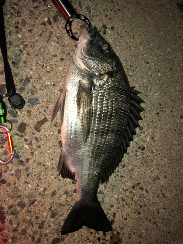 チヌの釣果