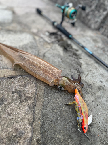 ヤリイカの釣果