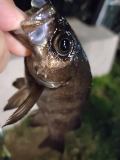 クロメバルの釣果