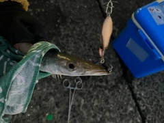 カマスの釣果