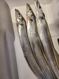 タチウオの釣果