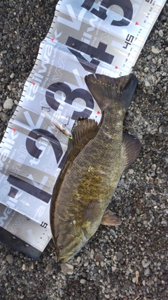 スモールマウスバスの釣果