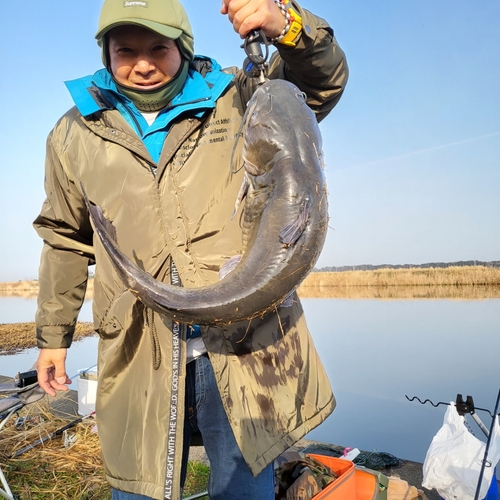 アメリカナマズの釣果