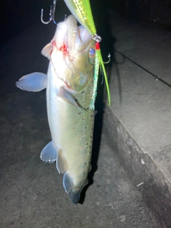 ブラウントラウトの釣果