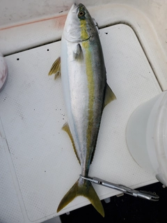 ハマチの釣果