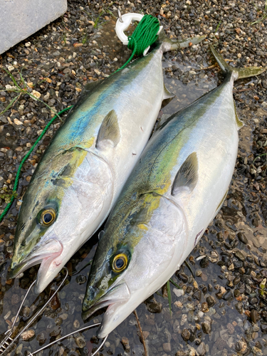 ツバスの釣果