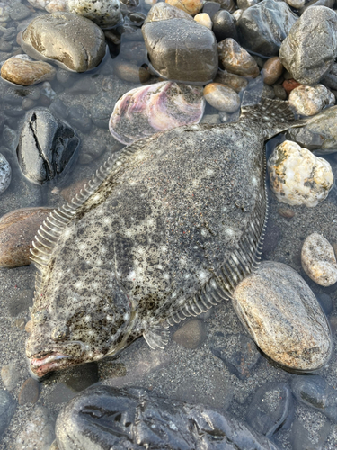 ソゲの釣果