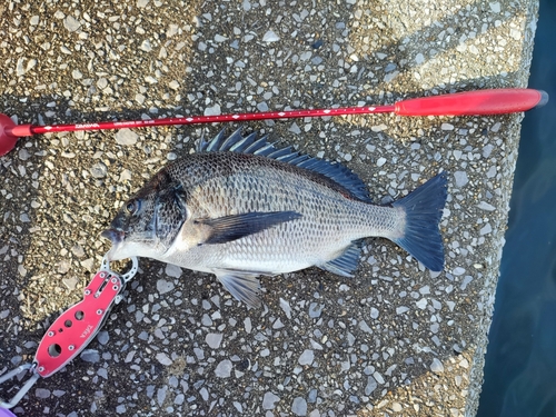 チヌの釣果