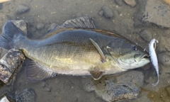 スモールマウスバスの釣果