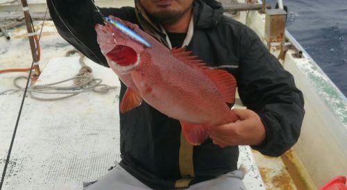 アカジンミーバイの釣果