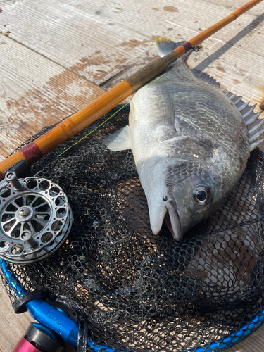 キビレの釣果