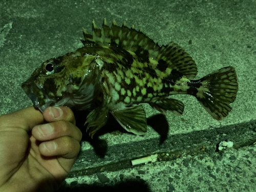 カサゴの釣果