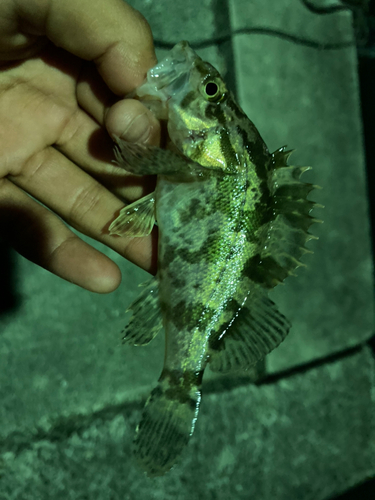 タケノコメバルの釣果