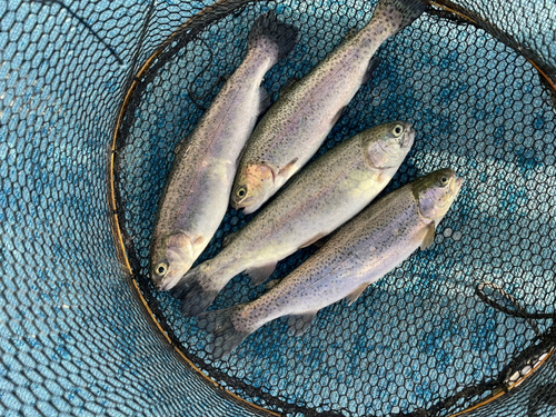 ニジマスの釣果