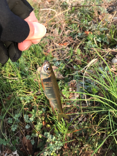 オイカワの釣果