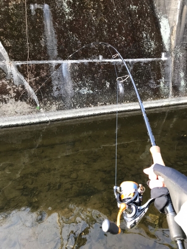 コイの釣果