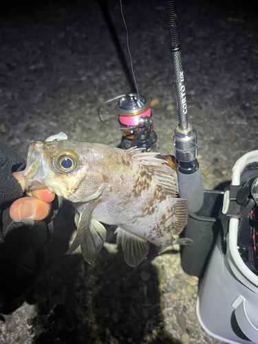 メバルの釣果