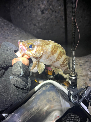 メバルの釣果