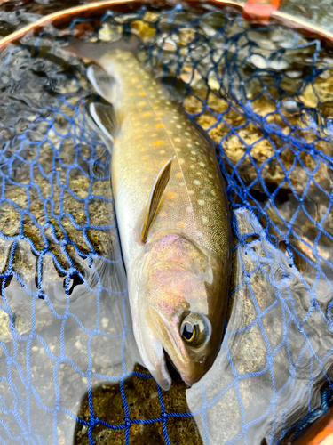 イワナの釣果