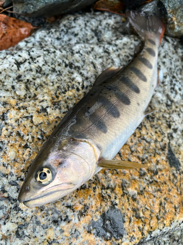 ヤマメの釣果