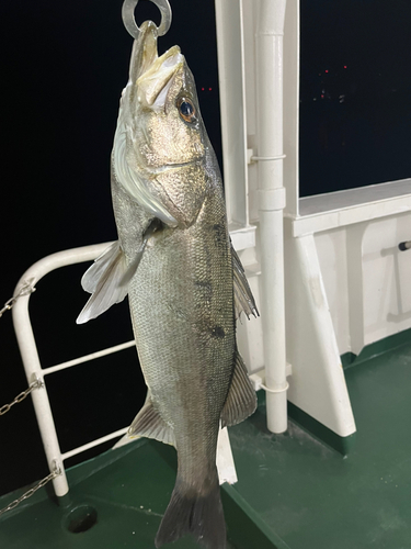 セイゴ（マルスズキ）の釣果