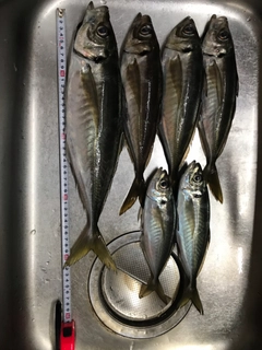 アジの釣果