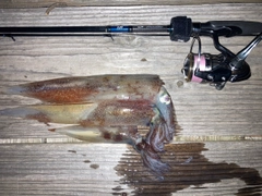 ヤリイカの釣果