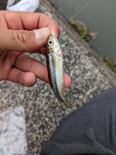 カワムツの釣果