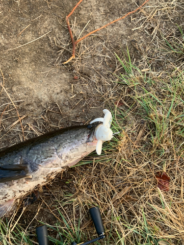 ライギョの釣果