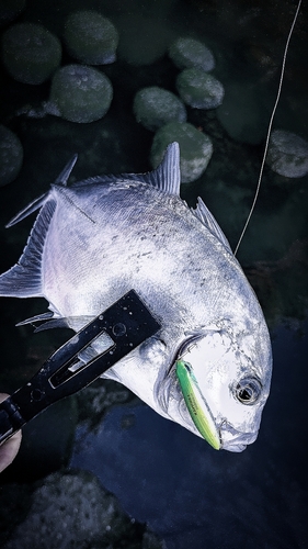 メッキの釣果