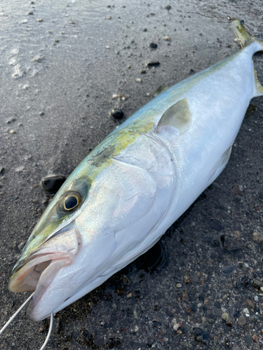 ワラサの釣果