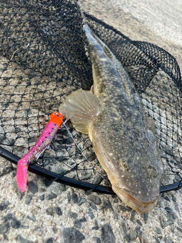 マゴチの釣果