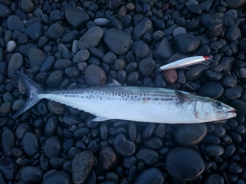 サゴシの釣果