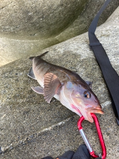 ホッケの釣果