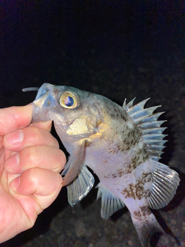 アオメバルの釣果