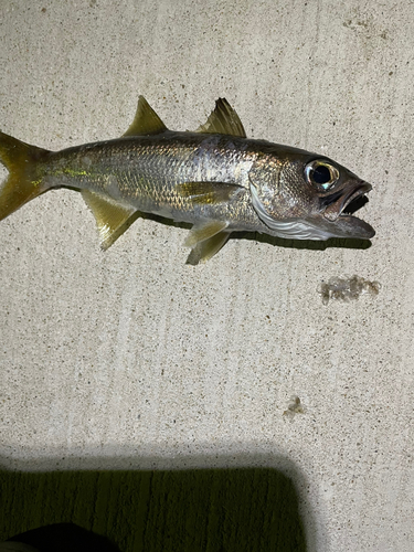 ムツの釣果