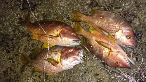 シブダイの釣果