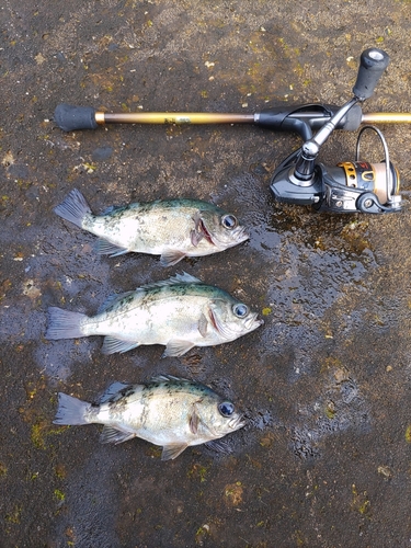 アオメバルの釣果