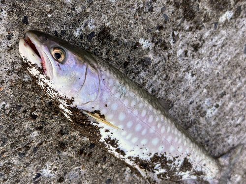 アメマスの釣果