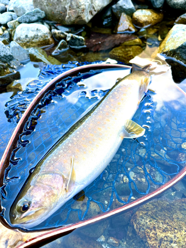 イワナの釣果