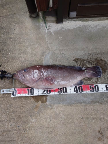 マハタの釣果