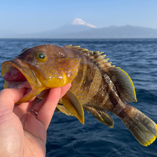 アオハタの釣果