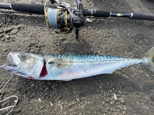 サバの釣果