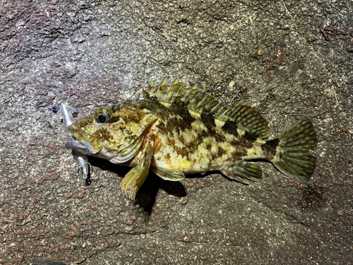 ムラソイの釣果