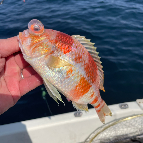 タマガシラの釣果