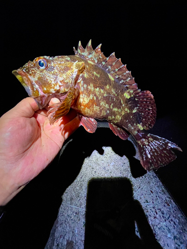 カサゴの釣果