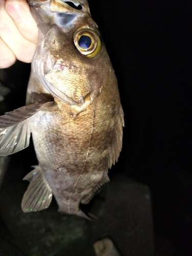 シロメバルの釣果