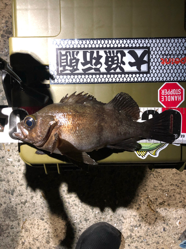 メバルの釣果