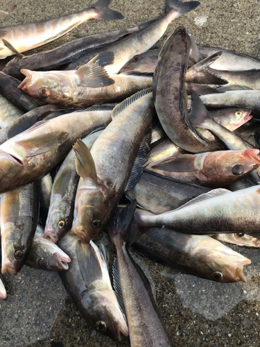 ホッケの釣果