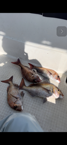 マダイの釣果